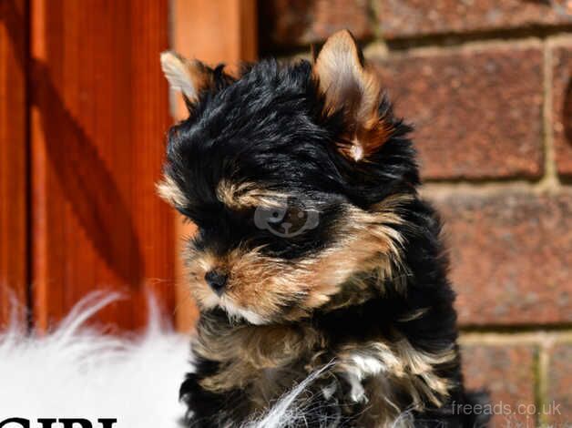 0% COI FULLY VACCINED BABY FACE MINIATURE YORKIE DNA TESTED PARENTS for sale in Manchester, Greater Manchester