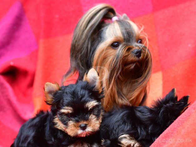 0% COI FULLY VACCINED BABY FACE MINIATURE YORKIE DNA TESTED PARENTS for sale in Manchester, Greater Manchester - Image 2