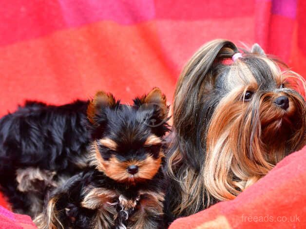 0% COI FULLY VACCINED BABY FACE MINIATURE YORKIE DNA TESTED PARENTS for sale in Manchester, Greater Manchester - Image 3