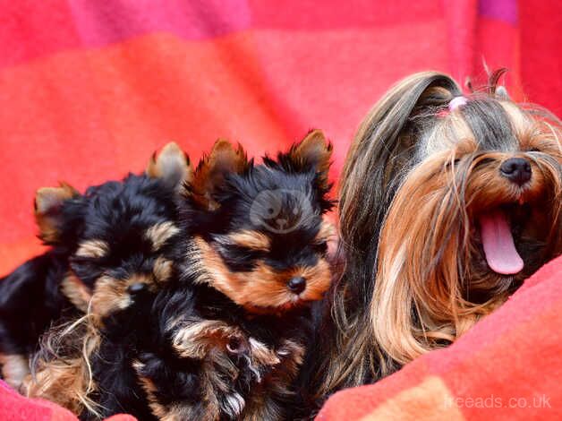 0% COI FULLY VACCINED BABY FACE MINIATURE YORKIE DNA TESTED PARENTS for sale in Manchester, Greater Manchester - Image 4