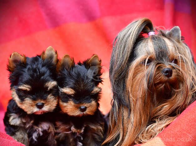 0% COI FULLY VACCINED BABY FACE MINIATURE YORKIE DNA TESTED PARENTS for sale in Manchester, Greater Manchester - Image 5