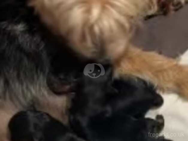 1 boy 2 girls pure pedigree puppies for sale in Tipton, West Midlands - Image 4