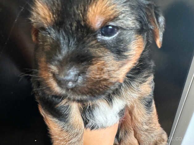 1 little puppy for sale in Bridgwater, Somerset