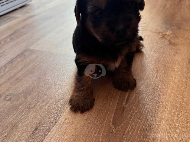 1 little puppy for sale in Bridgwater, Somerset - Image 4