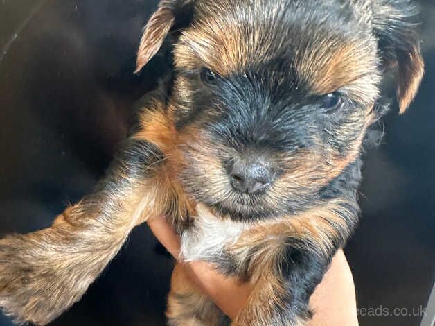 1 little puppy for sale in Bridgwater, Somerset - Image 5