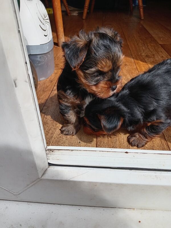 1 little yorkie girl and 1 boy are still available for sale in Notting Hill, Kensington & Chelsea, Greater London