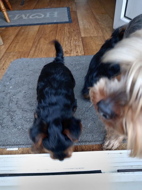 1 little yorkie girl and 1 boy are still available for sale in Notting Hill, Kensington & Chelsea, Greater London - Image 5