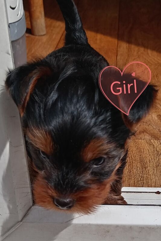 1 little yorkie girl and 1 boy are still available for sale in Notting Hill, Kensington & Chelsea, Greater London - Image 6