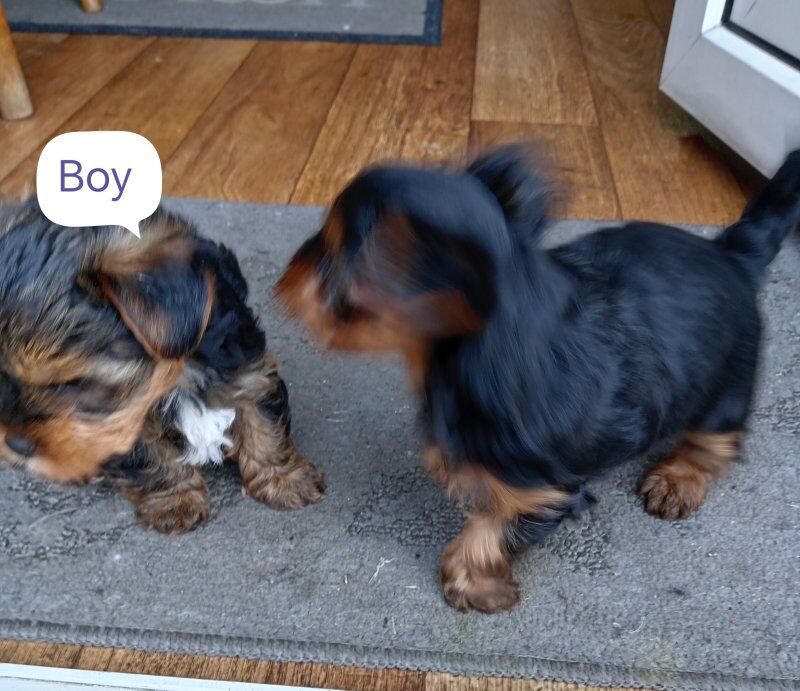 1 little yorkie girl and 1 boy are still available for sale in Notting Hill, Kensington & Chelsea, Greater London - Image 7