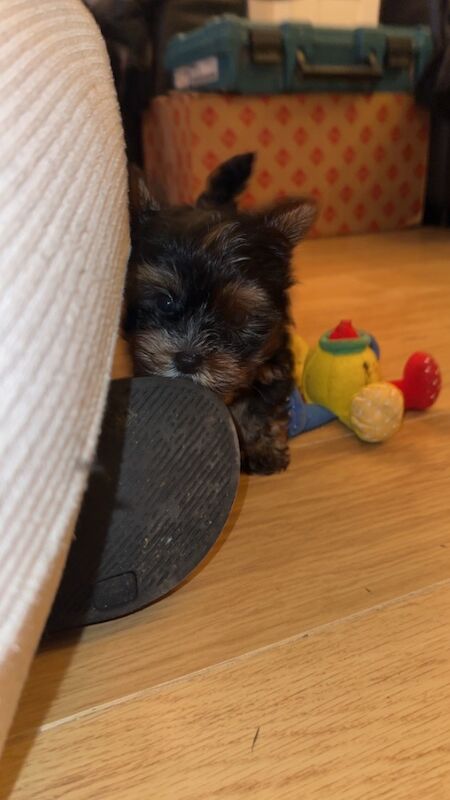 1 Male Left! Ready Now! Miniature Yorkshire Terrier Puppy For Sale🐾 for sale in Birmingham, West Midlands