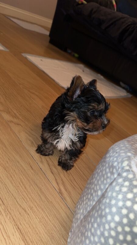 1 Male Left! Ready Now! Miniature Yorkshire Terrier Puppy For Sale🐾 for sale in Birmingham, West Midlands - Image 2