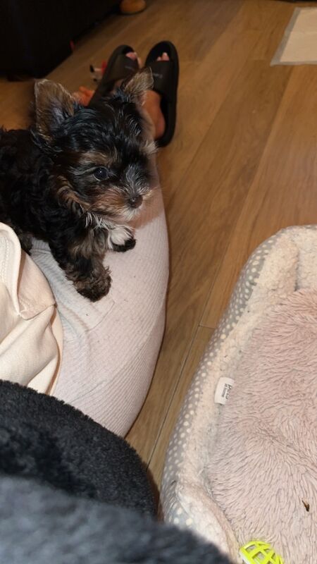 1 Male Left! Ready Now! Miniature Yorkshire Terrier Puppy For Sale🐾 for sale in Birmingham, West Midlands - Image 3