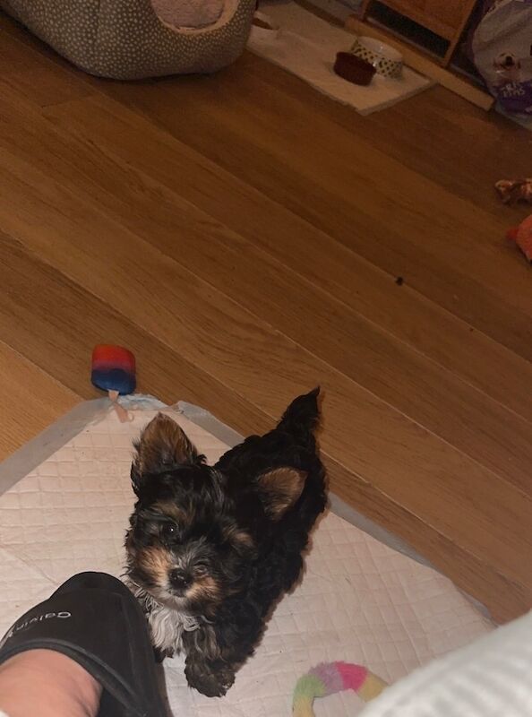 1 Male Left! Ready Now! Miniature Yorkshire Terrier Puppy For Sale🐾 for sale in Birmingham, West Midlands - Image 4