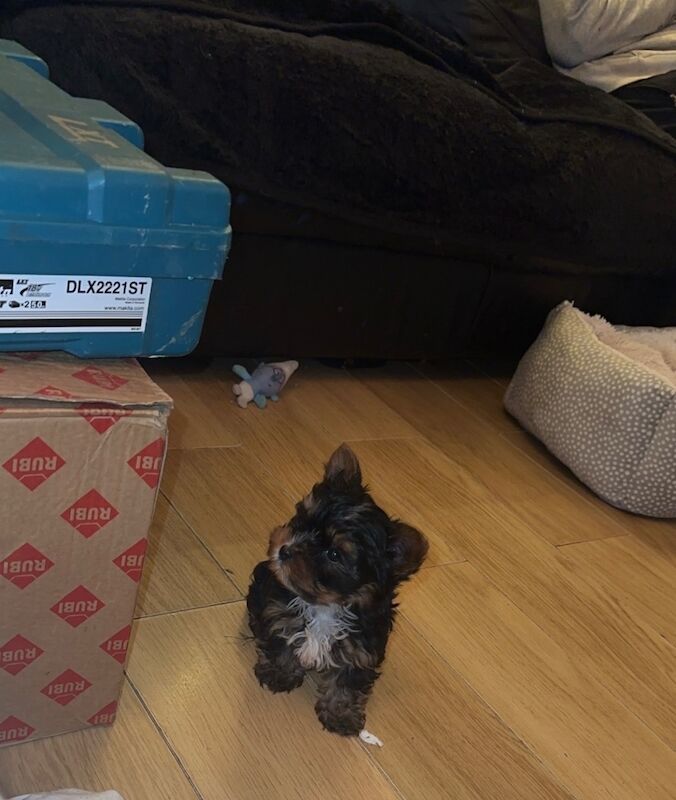 1 Male Left! Ready Now! Miniature Yorkshire Terrier Puppy For Sale🐾 for sale in Birmingham, West Midlands - Image 7