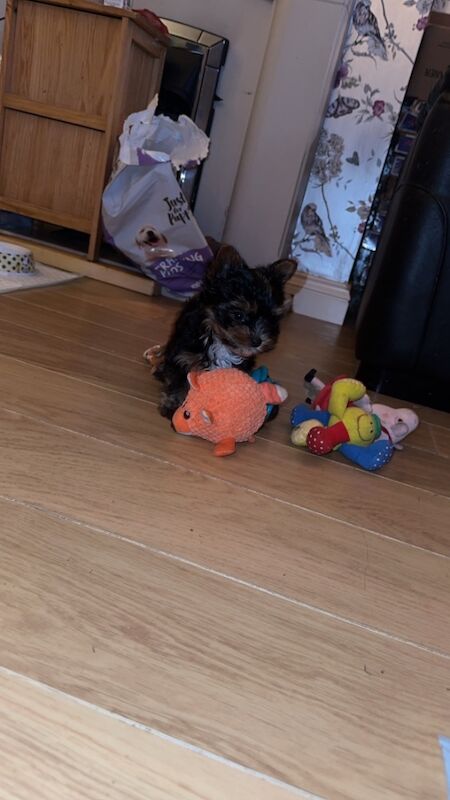 1 Male Left! Ready Now! Miniature Yorkshire Terrier Puppy For Sale🐾 for sale in Birmingham, West Midlands - Image 9