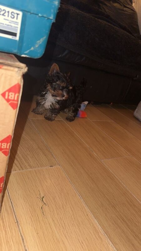 1 Male Left! Ready Now! Miniature Yorkshire Terrier Puppy For Sale🐾 for sale in Birmingham, West Midlands - Image 10