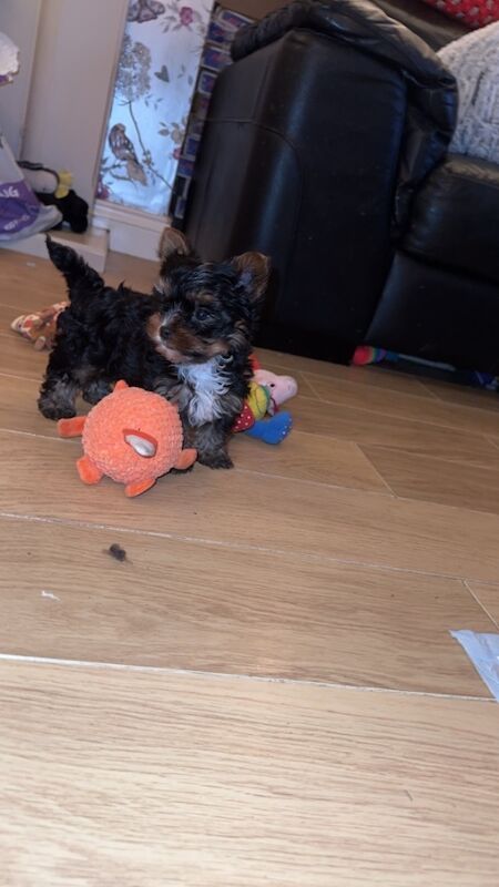 1 Male Left! Ready Now! Miniature Yorkshire Terrier Puppy For Sale🐾 for sale in Birmingham, West Midlands - Image 11