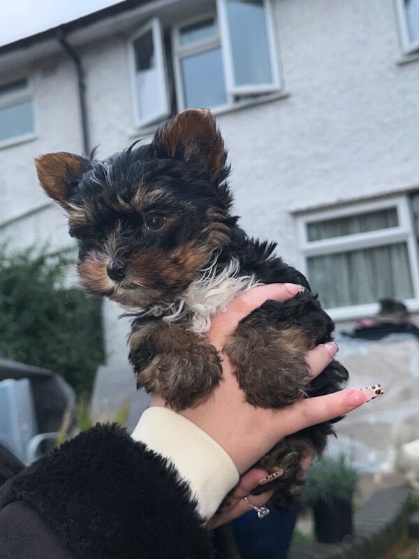 1 Male Left! Ready Now! Miniature Yorkshire Terrier Puppy For Sale🐾 for sale in Birmingham, West Midlands - Image 12