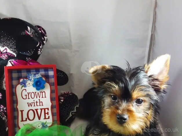 1 x 14 WEEKS OLD YORKIE BOY for sale in Crawley, Oxfordshire