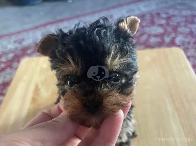 1 x Male Yorkie puppy (Miniature Size) (UPDATE) for sale in Alexandria, West Dunbartonshire - Image 1