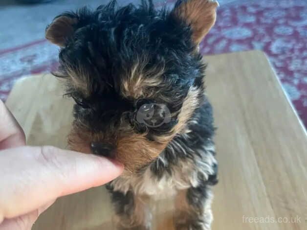 1 x Male Yorkie puppy (Miniature Size) (UPDATE) for sale in Alexandria, West Dunbartonshire - Image 2