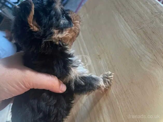 1 x Male Yorkie puppy (Miniature Size) (UPDATE) for sale in Alexandria, West Dunbartonshire - Image 3