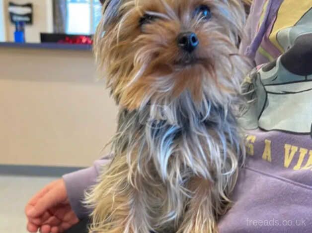1 x Male Yorkie puppy (Miniature Size) (UPDATE) for sale in Alexandria, West Dunbartonshire - Image 4