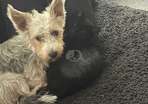 1 year old yorkie X jack russel for sale in Sittingbourne, Kent