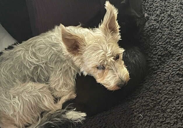 1 year old yorkie X jack russel for sale in Sittingbourne, Kent - Image 2