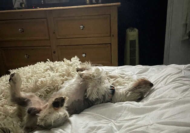 1 year old yorkie X jack russel for sale in Sittingbourne, Kent - Image 3