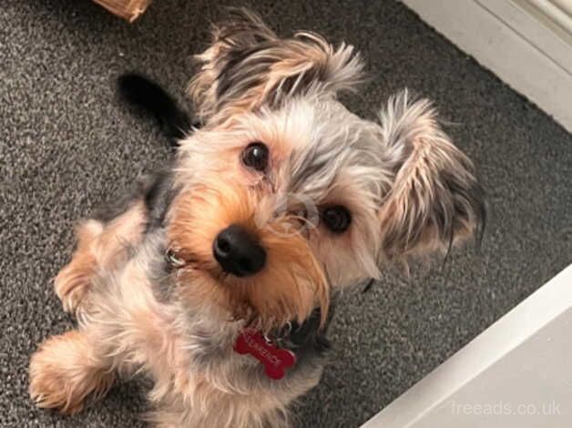 1 year old Yorkshire terrier male. for sale in Birmingham, West Midlands