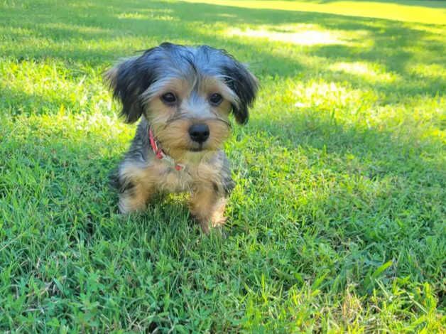 Yorkie Puppies For Sale