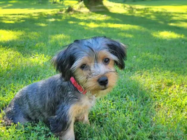 1 Yorkie boy for sale in Liverpool, Merseyside - Image 2