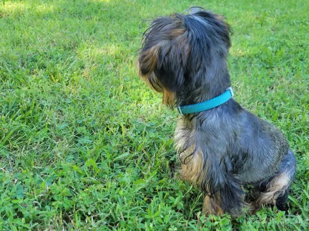 1 Yorkie boy for sale in Liverpool, Merseyside - Image 3