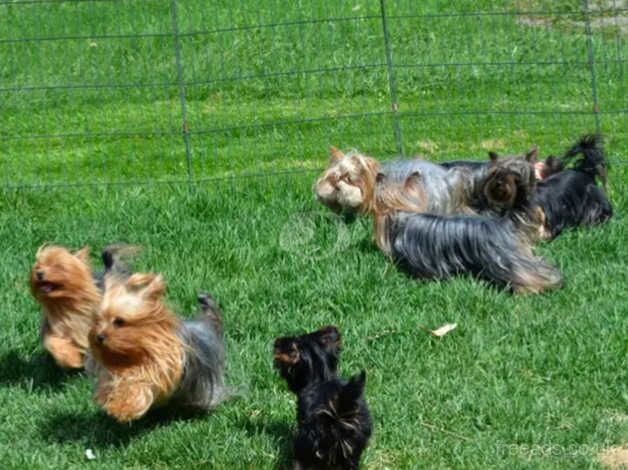 1 Yorkie boy for sale in Liverpool, Merseyside - Image 4