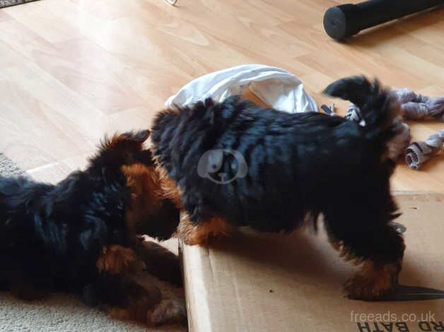 10 week old male puppy for sale in Hertfordshire - Image 1