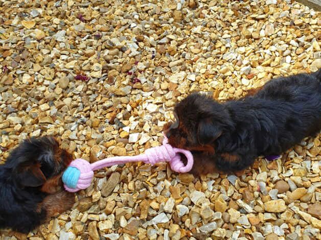 10 week old male puppy for sale in Hertfordshire - Image 2