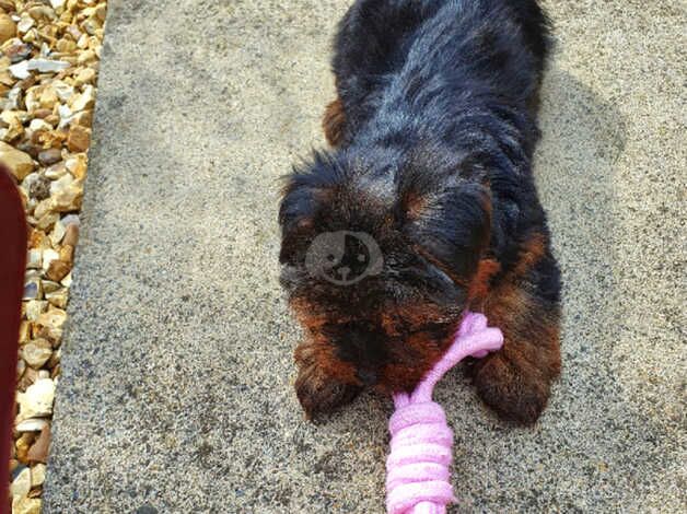 10 week old male puppy for sale in Hertfordshire - Image 3