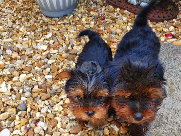 10 week old male puppy for sale in Hertfordshire - Image 5