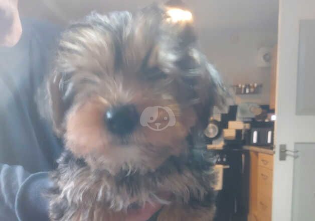 10 week old yorkie for sale in Huddersfield, West Yorkshire