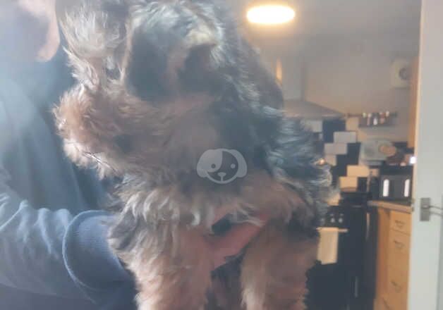 10 week old yorkie for sale in Huddersfield, West Yorkshire - Image 2