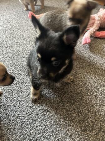 11 week old Pom X Yorkie boys for sale in Manchester, Greater Manchester - Image 1