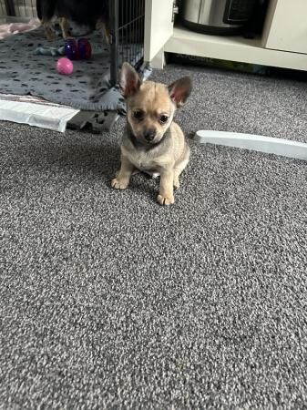 11 week old Pom X Yorkie boys for sale in Manchester, Greater Manchester - Image 4