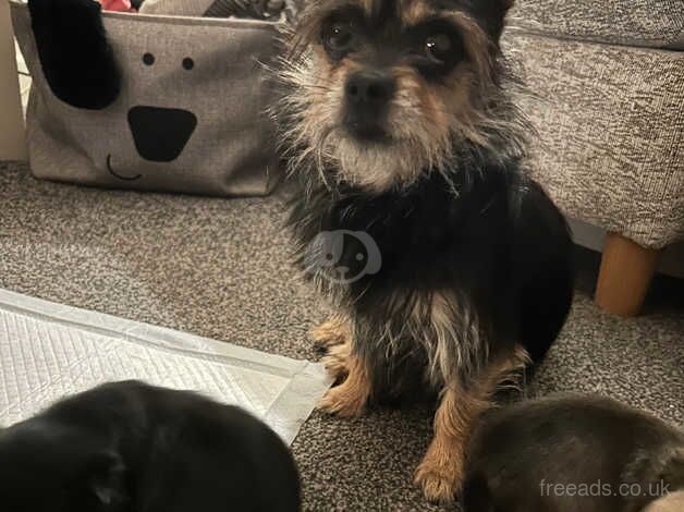 11 week old Pom X yorkie puppies for sale in Manchester, Greater Manchester - Image 2