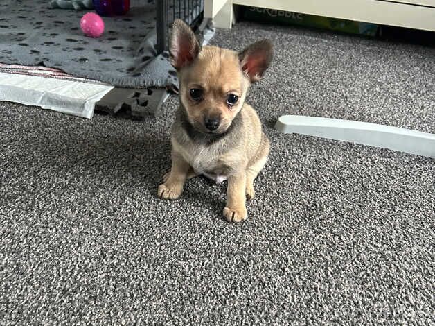 11 week old Pom X yorkie puppies for sale in Manchester, Greater Manchester - Image 5