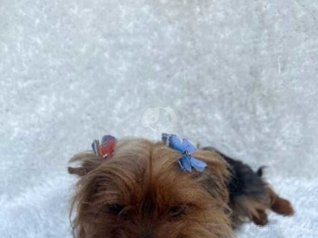 12 month old Yorkshire terrier girl for sale in Harrow, Harrow, Greater London - Image 1