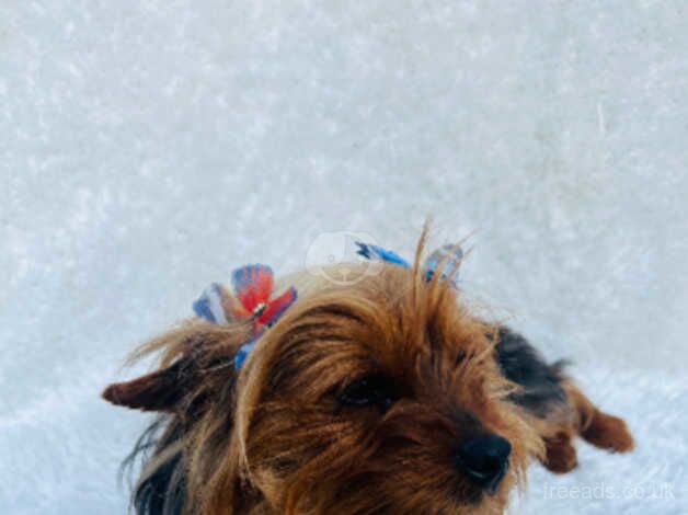 12 month old Yorkshire terrier girl for sale in Harrow, Harrow, Greater London - Image 2