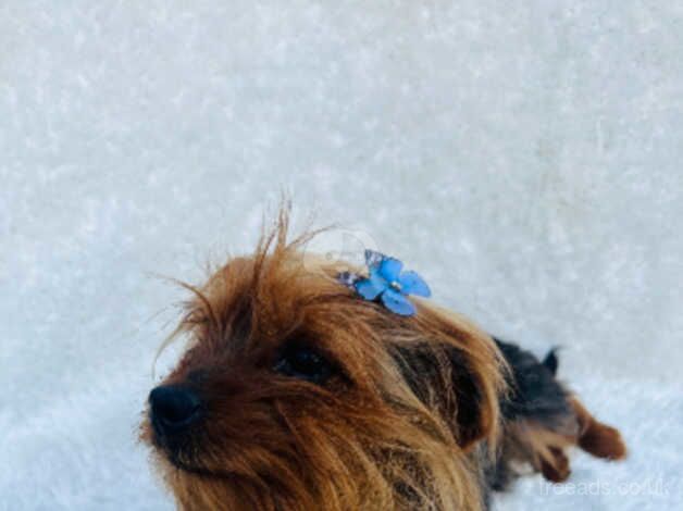 12 month old Yorkshire terrier girl for sale in Harrow, Harrow, Greater London - Image 3