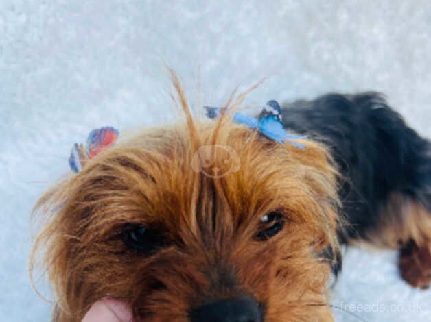 12 month old Yorkshire terrier girl for sale in Harrow, Harrow, Greater London - Image 4