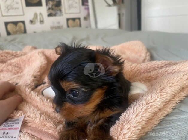 12 week Teacup Yorkies for sale in Newark, Orkney Islands